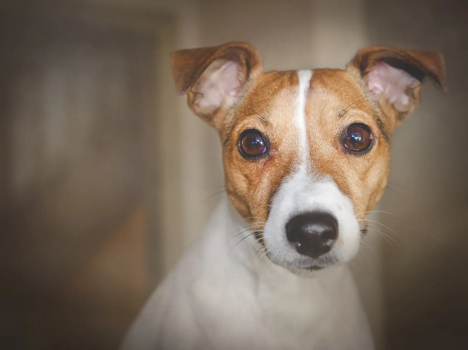 Élever des Jack Russell : les choses à savoir